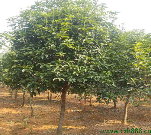 桂花樹適合在幾月播種？ 桂花樹耐寒嗎？