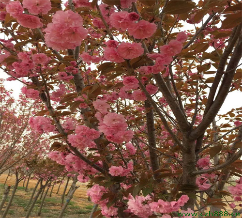 紅梅樹好不好養殖？看看這些養殖方法