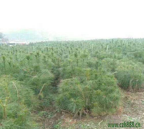 側柏養殖方法介紹，看看側柏養殖的細節