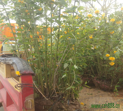 棣棠的種植方法和注意事項  棣棠種植對土壤的要求