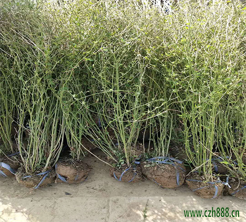 棣棠的種植方法和注意事項  棣棠種植對土壤的要求