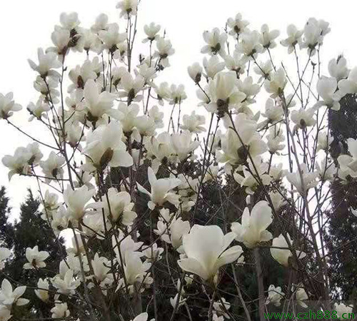 白玉蘭長什么樣子？ 白玉蘭的基本特性