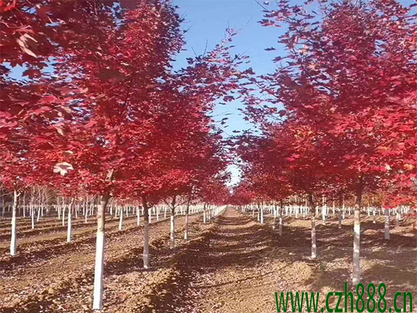 美國紅楓多久可以長大？ 美國紅楓的生長速度