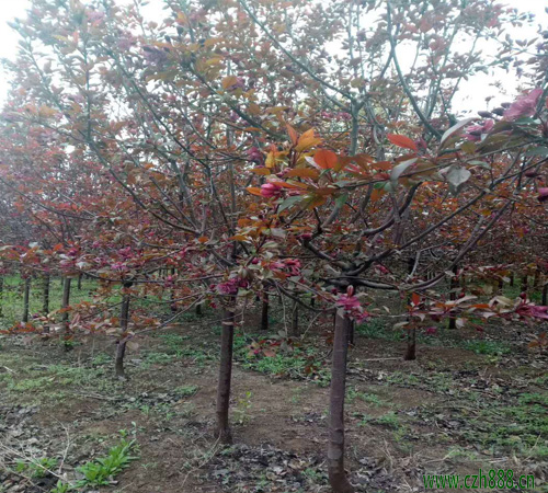 紅寶石海棠的的基本特性  紅寶石海棠繁衍方法