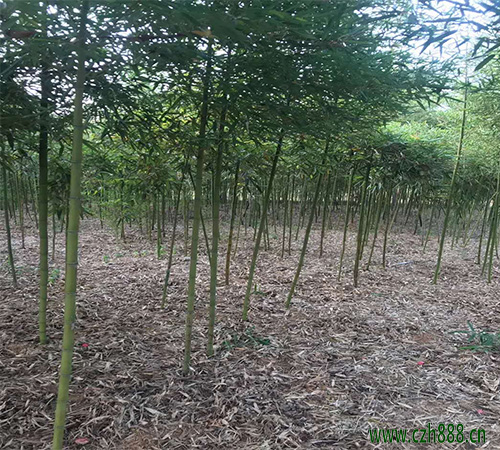 雷竹如何養植？  雷竹的病蟲害防治