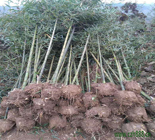 雷竹如何養植？  雷竹的病蟲害防治