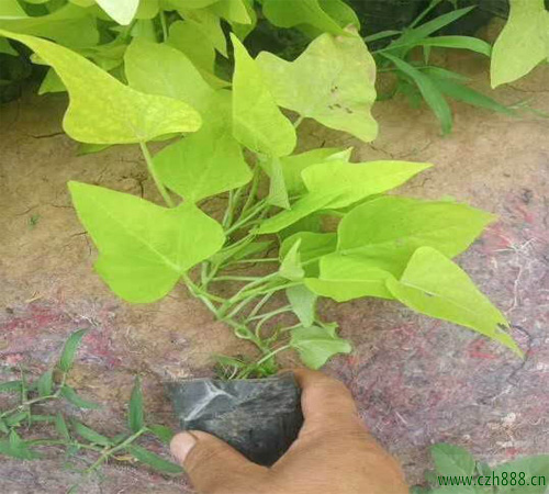種植金葉薯的注意事項有哪些？ 金葉薯何時采收