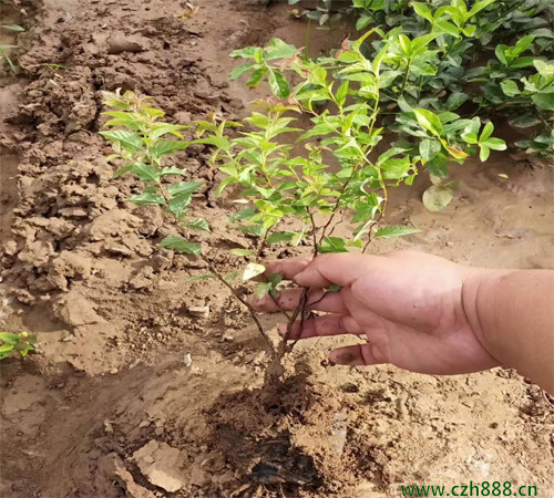金焰繡線菊的形態特征  金焰繡線菊的經濟價值