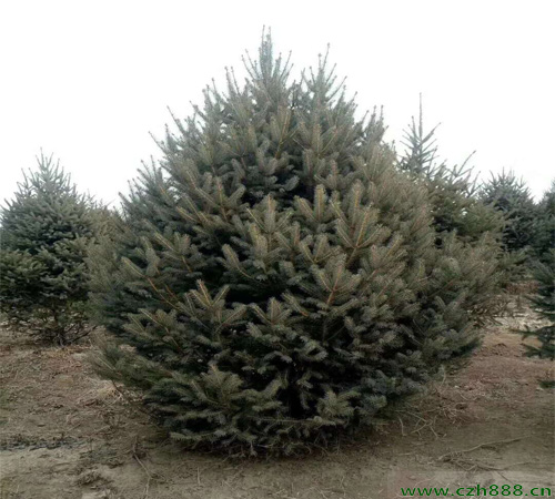 云杉什么時(shí)候開(kāi)花？ 云杉花期在幾月？