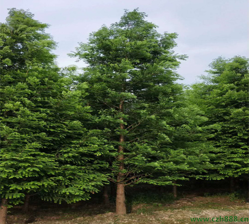 云杉什么時(shí)候開(kāi)花？ 云杉花期在幾月？