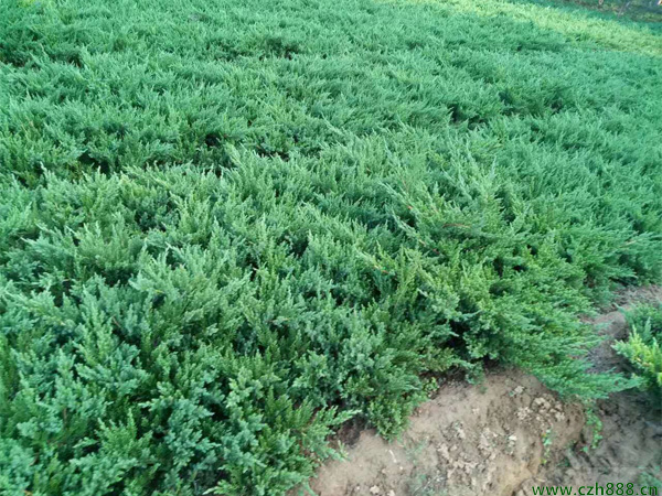 鋪地柏的養植方法和注意事項  養植鋪地柏要注意排水