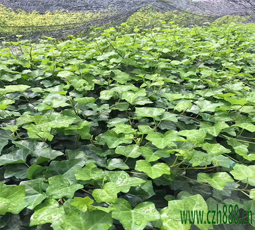 常青藤一般開花是什么時(shí)候？對(duì)溫度有什么要求