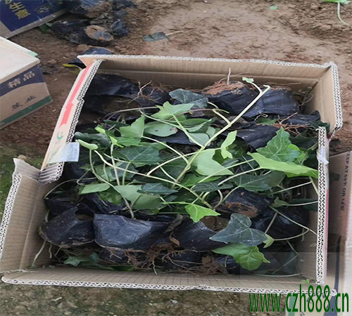 云杉盆景養殖好不好？云杉盆景養殖注意事項