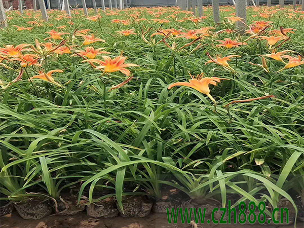 大花萱草有哪些種類？ 大花萱草豐花種類