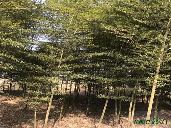 支竹的養植方法 支竹養植的注意事項