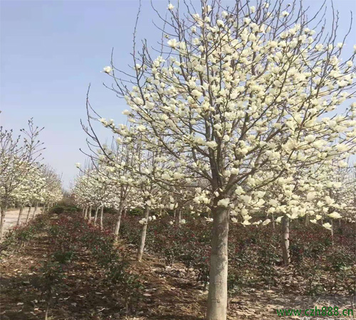 白玉蘭什么季節開花？ 白玉蘭的開花條件