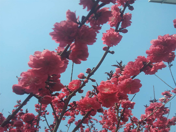 紅葉碧桃的開花時間受哪些因素的影響？ 紅葉碧桃開花時間