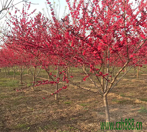 紅葉碧桃的開花時間受哪些因素的影響？ 紅葉碧桃開花時間