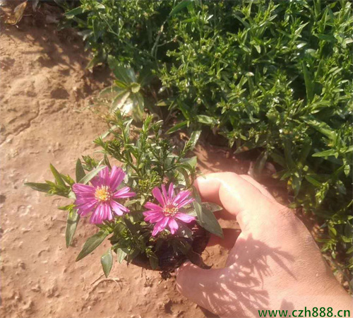 怎么養好荷蘭菊？ 荷蘭菊養植的建議