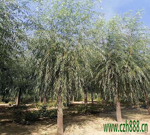 柳樹什么時候修剪合適？ 柳樹修剪需要考慮的方面