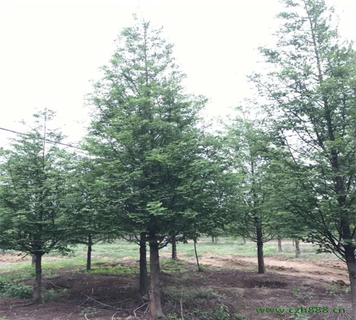 水杉適合種植在哪些地方？ 水杉種植需要留意哪些地方？