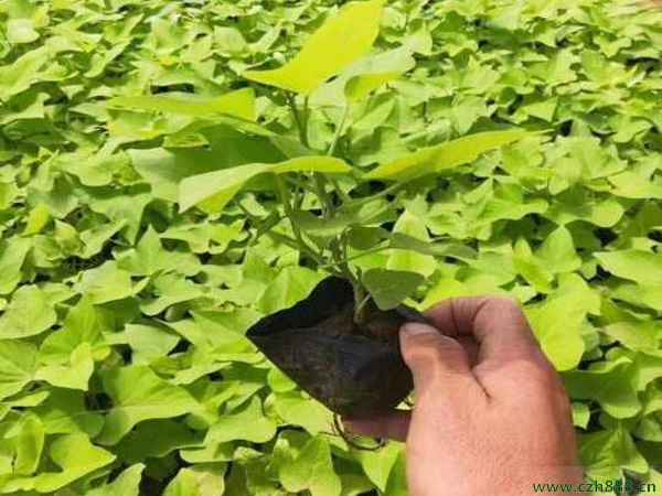 金葉薯的種植方法和注意事項  金葉薯的經濟價值