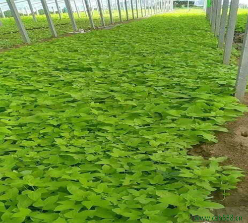 金葉薯的種植方法和注意事項  金葉薯的經濟價值
