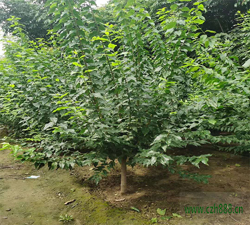 臘梅夏天可以養植嗎？ 臘梅夏天養植的方法和注意事項