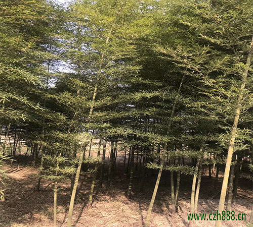 毛竹在哪個季節種植合適？ 毛竹種植留意哪幾點？