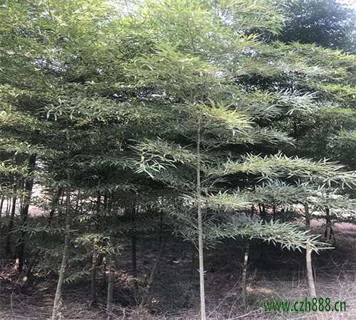 毛竹在哪個季節種植合適？ 毛竹種植留意哪幾點？