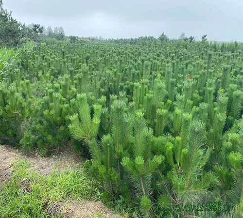黑松的種植方法 黑松種植的注意事項有哪些？