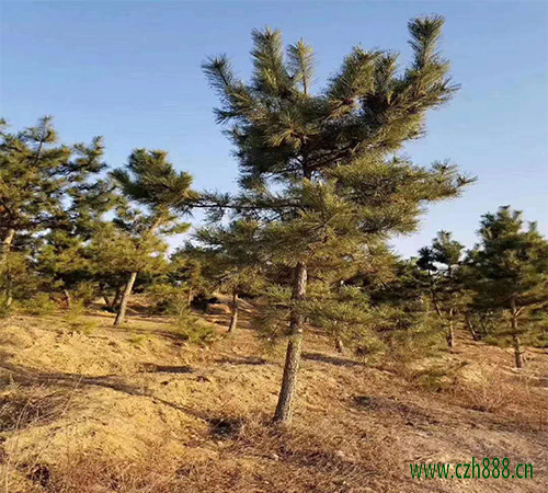 黑松的種植方法 黑松種植的注意事項有哪些？
