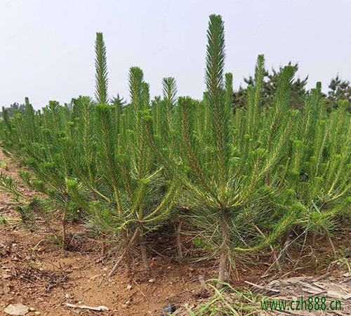黑松的種植方法 黑松種植的注意事項有哪些？