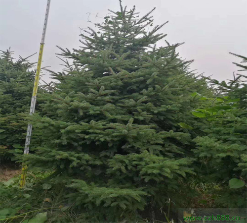 云杉樹苗貴不貴？云杉樹苗一般多少錢一棵