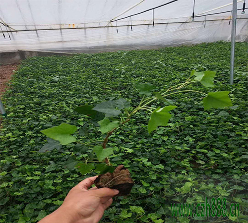 常青藤能不能曬太陽？常青藤養護知識介紹