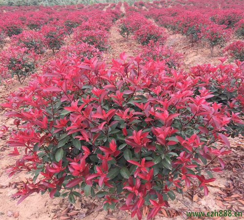 紅葉石楠會不會開花？一起來看看