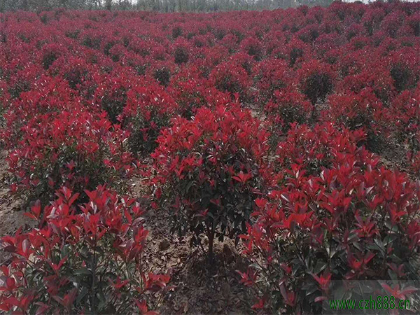紅葉石楠會不會開花？一起來看看
