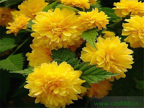 棣棠花一般什么季節開花?