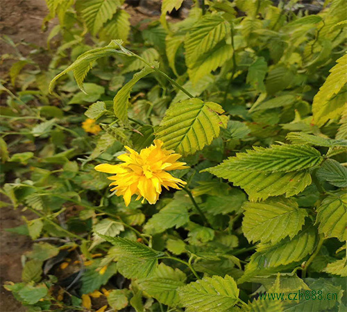 棣棠花一般什么季節開花?