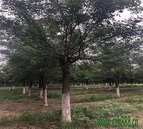 國槐修剪應該留幾個樹杈合適？ 國槐的修剪準則