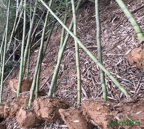 雷竹產量高不高？雷竹一般畝產量多少