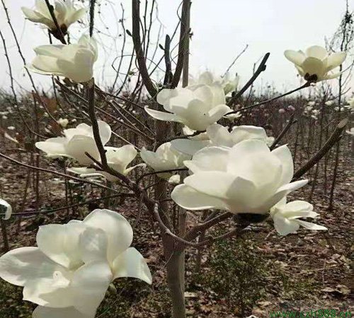 白玉蘭花的養護方法介紹？一起來看看