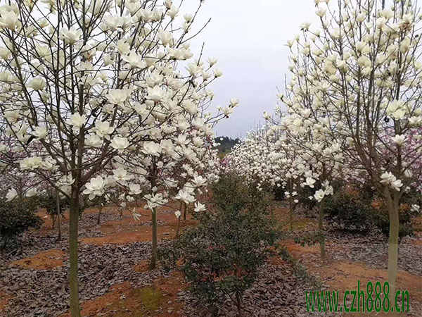 白玉蘭一般是什么時候開花？一起來看看