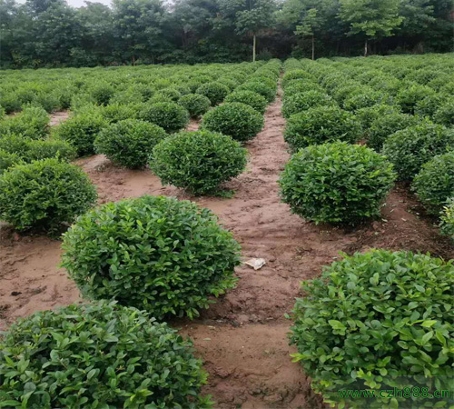 小葉女貞一般什么時候開花？