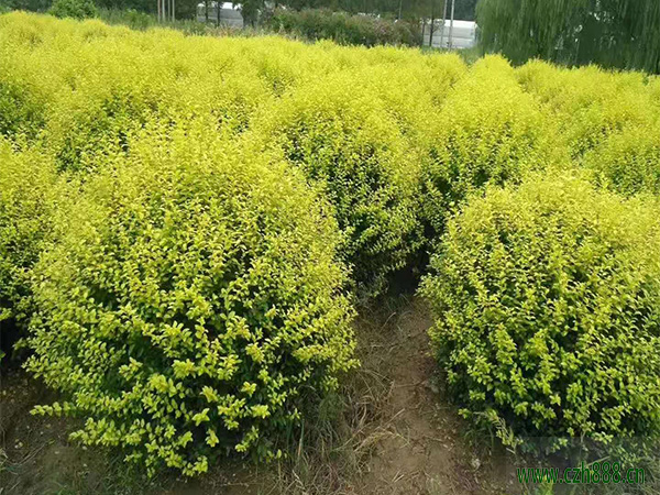 金葉女貞一般是什么季節開花？金葉女貞花期介紹