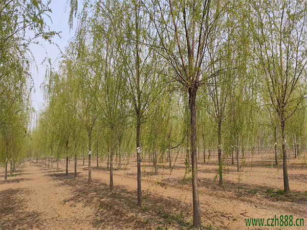 垂柳什么時(shí)節(jié)開(kāi)花？ 垂柳的分布范圍廣泛