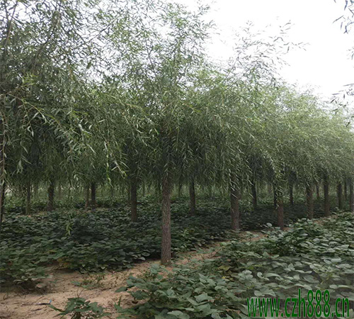 垂柳什么時(shí)節(jié)開(kāi)花？ 垂柳的分布范圍廣泛