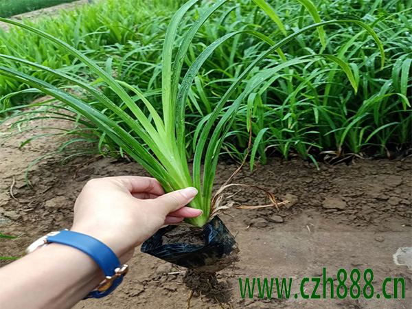 大花萱草用種子如何培育？ 大花萱草種子培育的技巧