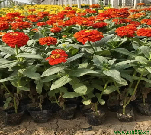 百日草的開花時間  白日草的開花受哪些影響？