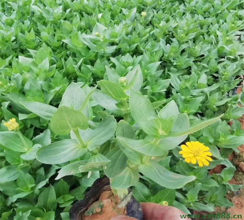 百日草的開花時間  白日草的開花受哪些影響？